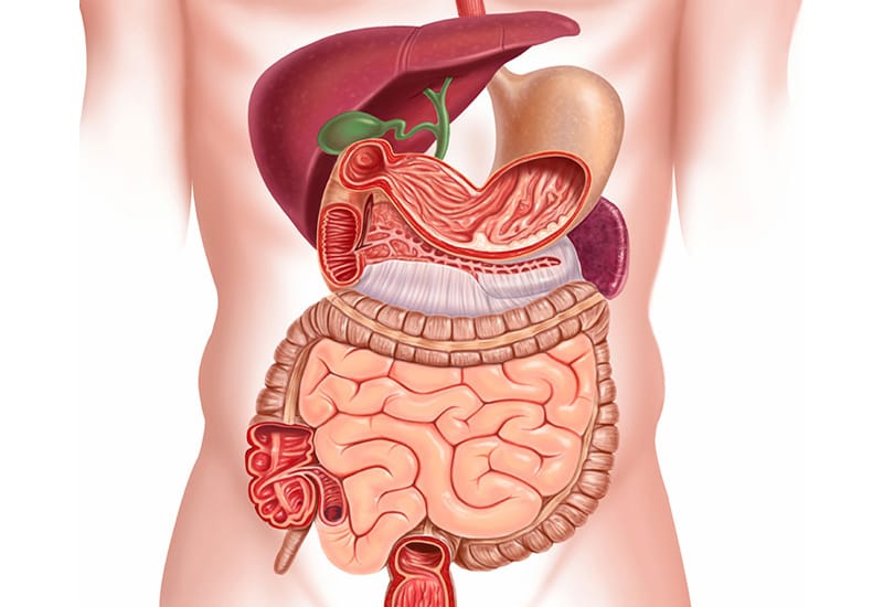 GASTROENTEROLOGY